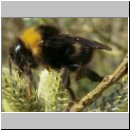 Bombus vestalis - Keusche Schmarotzerhummel koenigin 01.jpg